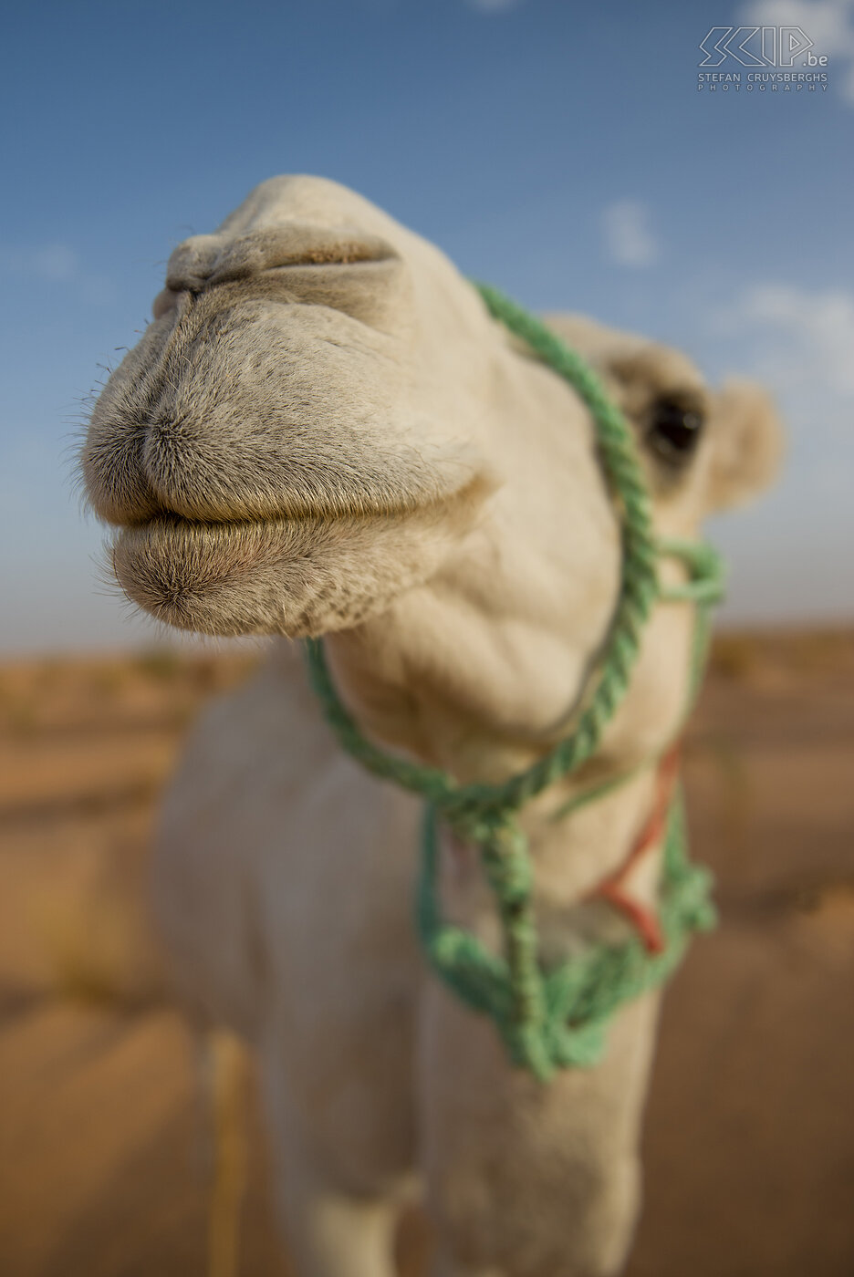 Dromedaris De Grote Oostelijke Erg/ Grand Erg Oriental is een grote erg (zandzee) in de Sahara woestijn. Het omvat een groot stuk van het noordoosten van Algerije en het zuiden van Tunesië en omvat een gebied van ongeveer 600km breed en 200km vanuit het noorden naar het zuiden. Vanuit Douz reden we 70km de woestijn in met een jeep. Daar wachtten de Bedoeïenen die ons gaan begeleiden en verschillende dromedarissen ons op en vertrokken we te voet voor 4,5 dag de woestijn in.<br />
 Stefan Cruysberghs